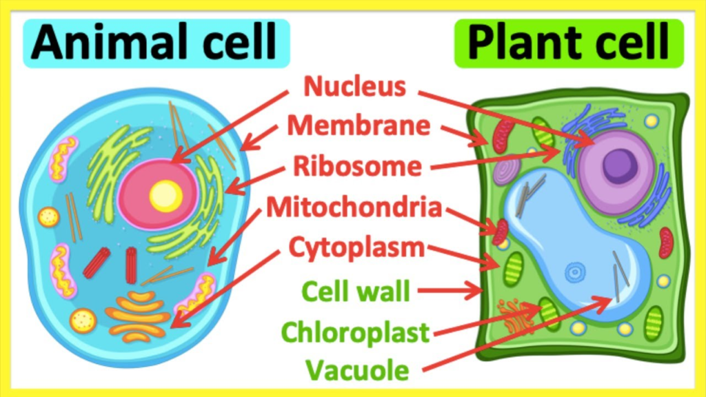 Fundamentals of Cells