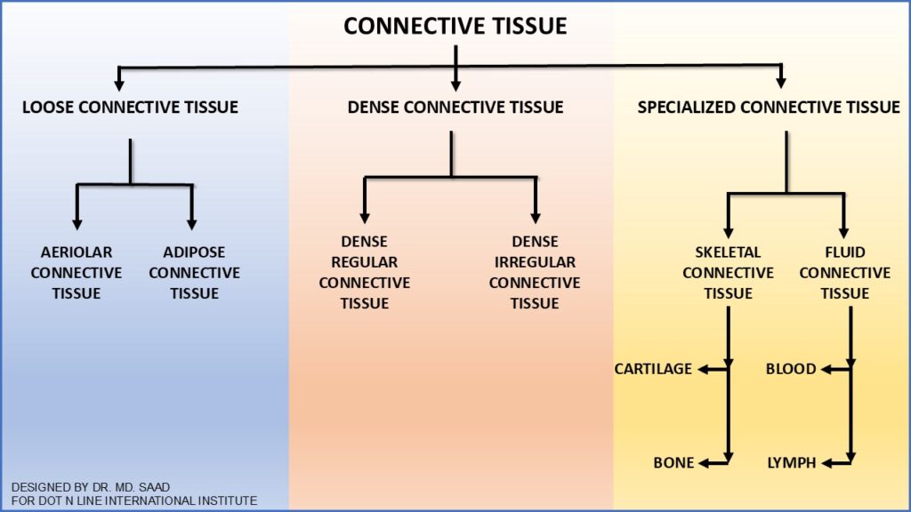 TYPES OF CONNTECTIVE TISSUE